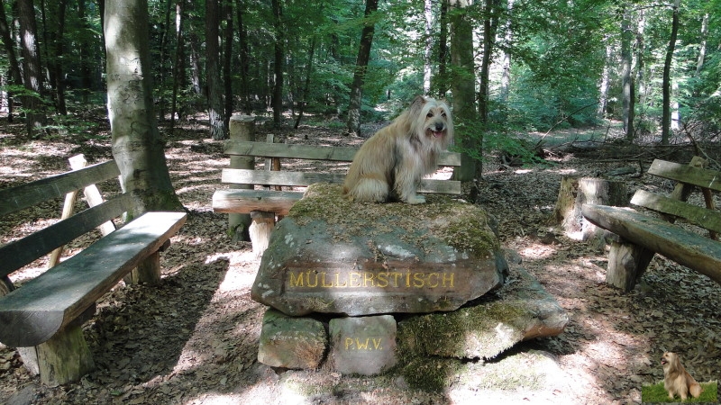 Ritterstein Nr. 169-3 Müllerstisch.JPG - Ritterstein Nr.169 Müllerstisch